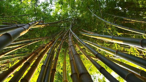 Bambus Pflanzen Rohr