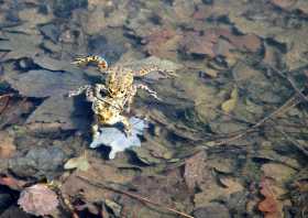 Frösche im Silbersee