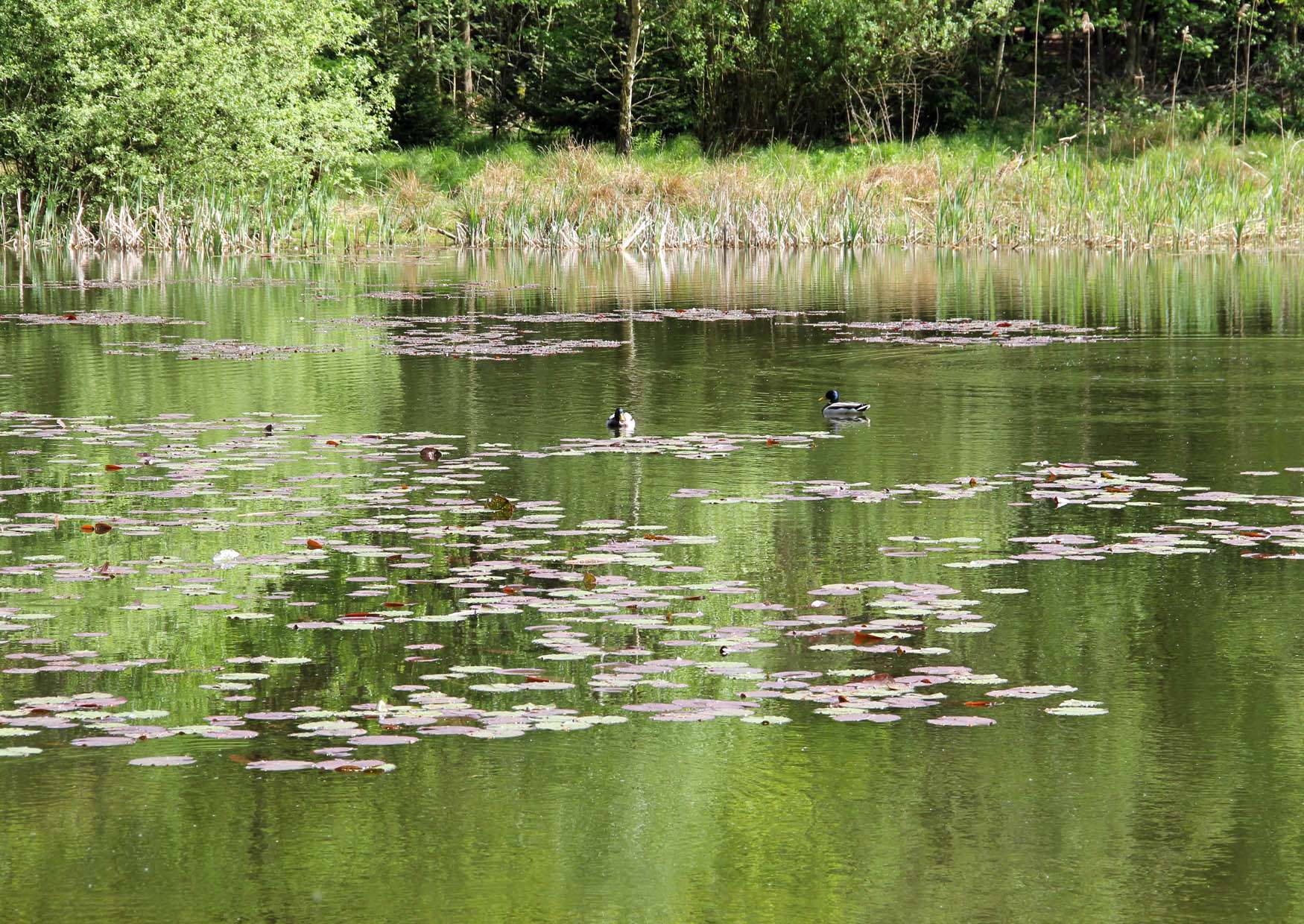 Seerosen auf dem Silbersee